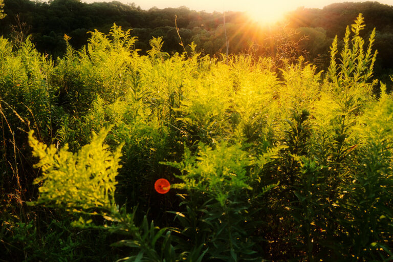How to Cope with Allergies During Allergy Season