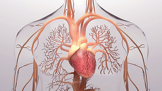 The Link Between Stress and Heart Health: What You Need to Know