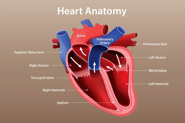Understanding the Risk Factors of Heart Disease: How to Protect Your Heart