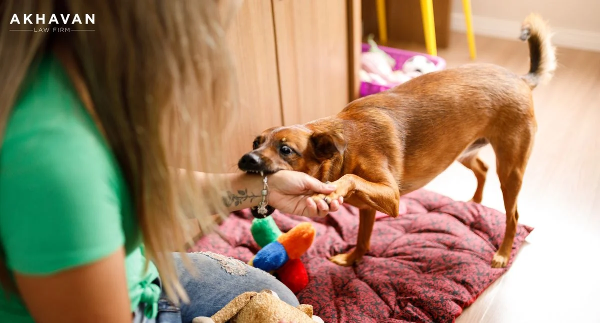 What To Do Immediately After an Animal Bite